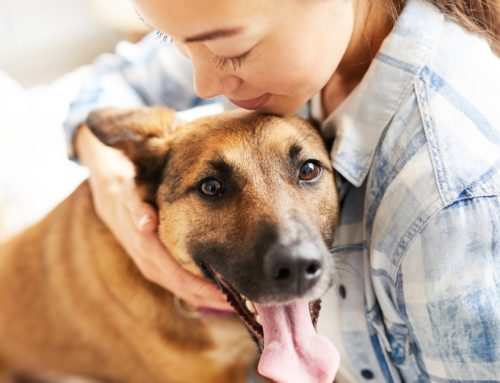 The 4 Best Features for a Pet Owner’s Home