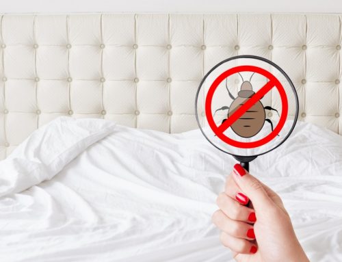 10 Tips for Dealing with Bed Bugs